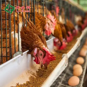 Hot Sale 4 Tier Automatic H Type Broiler Battery Cage System Broiler Chicken House Poultry Farm