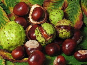 Fabricant meilleur <span class=keywords><strong>prix</strong></span> Springjia Horse chestnut extract 98% esculin - Product Image 2