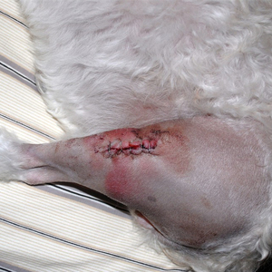 Pegamento para tejido veterinario, tejido de cianocrilato adhesivo, proveedor de China/Embalaje de tubo de <span class=keywords><strong>aluminio</strong></span> - Product Image 5