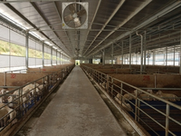 Abri semi-ouvert pour bétail, hangar à bovins en structure métallique, bergerie en acier, bâtiment en acier pour bétail et moutons à usage agricole