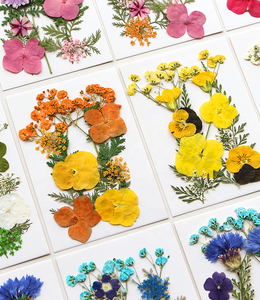 12 pièces/paquet de mélange de fleurs pressées pour la fabrication de <span class=keywords><strong>savon</strong></span> et de bougies en résine époxy bricolage artisanat et carte-cadeau - Product Image 1