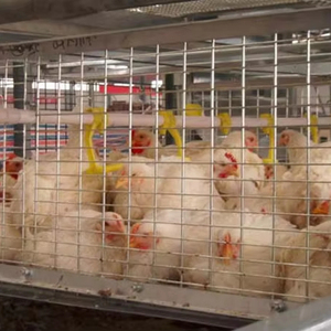 3 Tiers 4 Niveaux 60/80 Oiseaux Type H Batterie galvanisée à chaud Équipement pour poulets de chair Cages pour volaille ferme maison en Ouganda - Product Image 1
