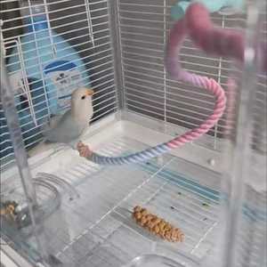 Écologique Luxe Oiseau Jouet Perroquet Suspendu Balançoire <span class=keywords><strong>Corde</strong></span> À Mâcher Fournitures Échelle Bâton En Nylon Extérieur Stress Ennui Soulagement - Product Image 3