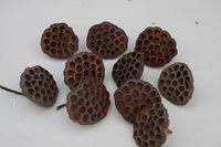 Buket Bunga Kering Alami Buatan Tangan, Tenang & Tenang, Grosir, Dekorasi Rumah DIY, Perlengkapan Fotografi, Dekorasi Akuarium