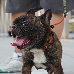 Correa de Nailon para Perros con Decoración de Cinta para Perros Pequeños, Medianos y Grandes para Pasear Cachorros - Product Image 5