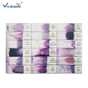 Lames de verre de laboratoire de <span class=keywords><strong>biologie</strong></span> Microscope à frottis de sang humain préparé <span class=keywords><strong>Biologie</strong></span> de l'oignon et diapositive d'enseignement des plantes animales Science médicale - Product Image 1