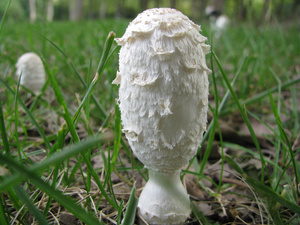 ผงบริสุทธิ์สารสกัดจากเห็ด <span class=keywords><strong>Coprinus</strong></span> <span class=keywords><strong>Comatus</strong></span>,เพิ่มพลังงานขนแปรงแผงคอ - Product Image 6