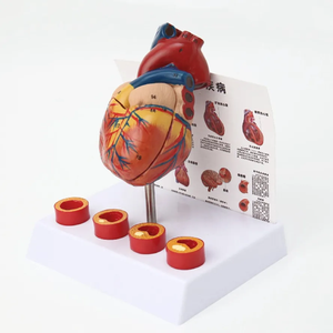 1:1 modèle de coeur humain B modèle d'enseignement d'anatomie cardiaque à ultrasons dans le département de <span class=keywords><strong>cardiologie</strong></span> médicale grand coeur naturel - Product Image 2