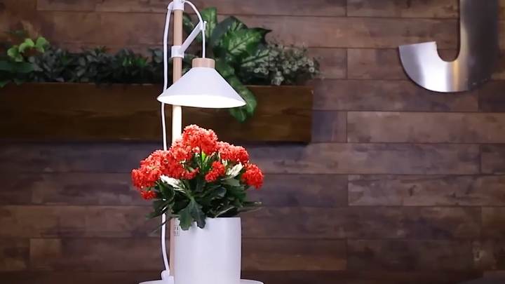 2024 Cheap Wholesale Smart 9W Full Spectrum Grow Light Tabletop Led Plant  Light Wooden Popular Design Indoor Plant Grow Lights
