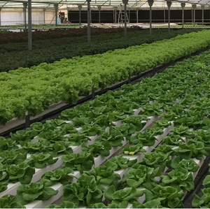 Sistema de <span class=keywords><strong>agricultura</strong></span> hidropónica Nft, canal de plástico para fresa, invernadero de jardín - Product Image 2