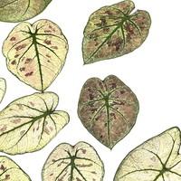 Penjualan langsung dari pabrik bunga kering alami daun Taro warna-warni bunga Pres Alocasia daun buatan tangan bahan buatan tangan