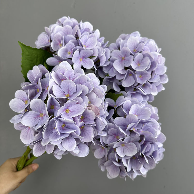 Viola