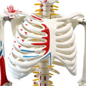Modèle de squelette humain FRT009 Coloration demi-côté 85cm W/la marque des origines et des terminaisons des muscles pour la science médicale - Product Image 4