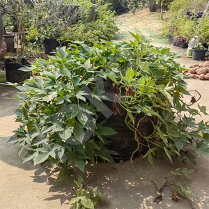 Macetas de cultivo de tela de aireación tejida PP mejorada HOKBG, fáciles de levantar, tamaño pequeño, batata, 20 galones, 80L, bolsas de cultivo con asas - Product Image 1