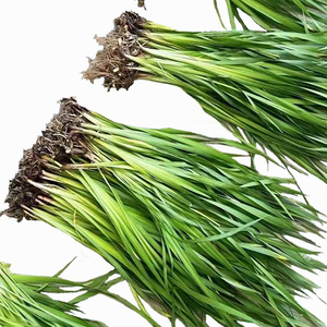 Iris <span class=keywords><strong>japonais</strong></span> 'Yamaji Nishiki' - Une <span class=keywords><strong>plante</strong></span> aquatique adaptée aux bassins de jardin et aux serres - Iris <span class=keywords><strong>japonais</strong></span> - Product Image 2