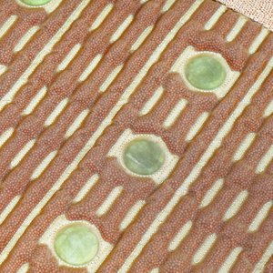 Ceratonic <strong>Jade</strong> Master Massage Bed <strong>Mat</strong> <strong>Health</strong> Infrared Ceramic Mattress for Pain Relief - Product Image 2