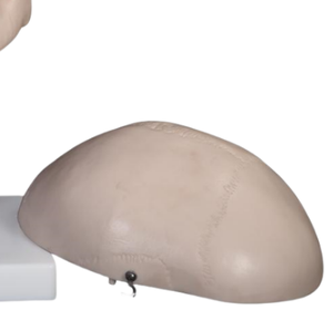 ADA mô hình y tế PVC Skull với 8 phần diarticulated Skeleton có tính năng não cổ tử cung cột sống cho Học sinh học tập - Product Image 6