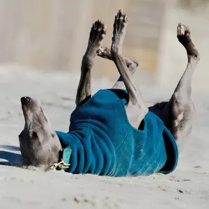 Qiqu perlengkapan hewan peliharaan pakaian desainer baru kustom pakaian sweater bulu hangat Onesies untuk anjing Whippets Italia greyhound pandangan