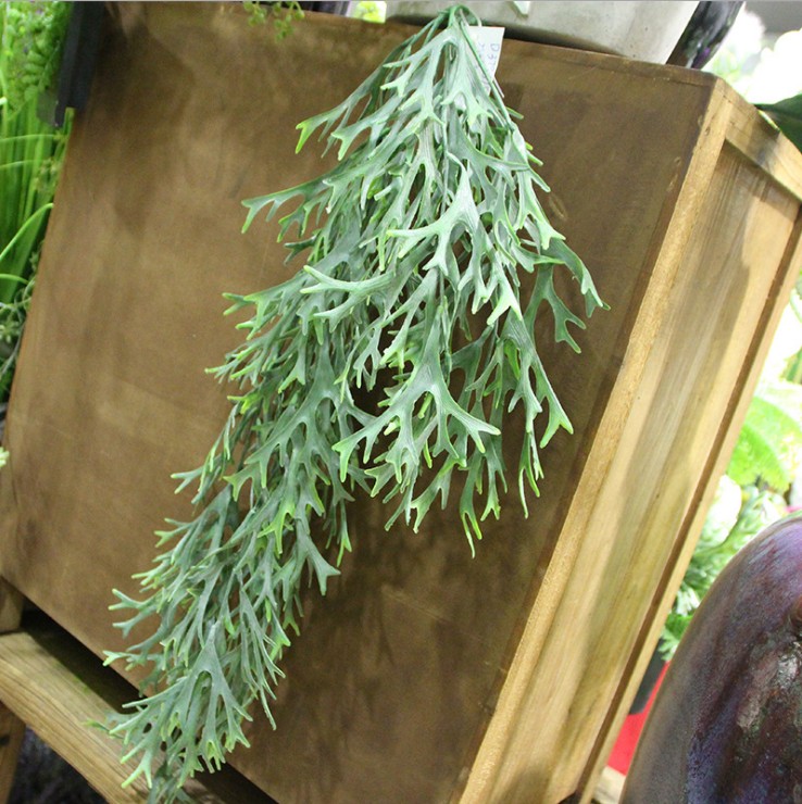 Longjiao grass vine 70cm