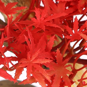 Más pequeña planta <span class=keywords><strong>de</strong></span> 3ft rojo artificial <span class=keywords><strong>de</strong></span> arce árbol bonsai para la venta - Product Image 4