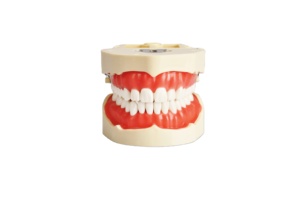 Modelo de dientes reemplazables Tipodont para práctica dental Goma blanda Enseñanza estándar Preparación de la cavidad oral en ciencia médica - Product Image 2