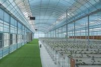 Landbouwkasconstructie multispan groenteteelt tunnel polycarbonaat kas multispan folie bloemenkas