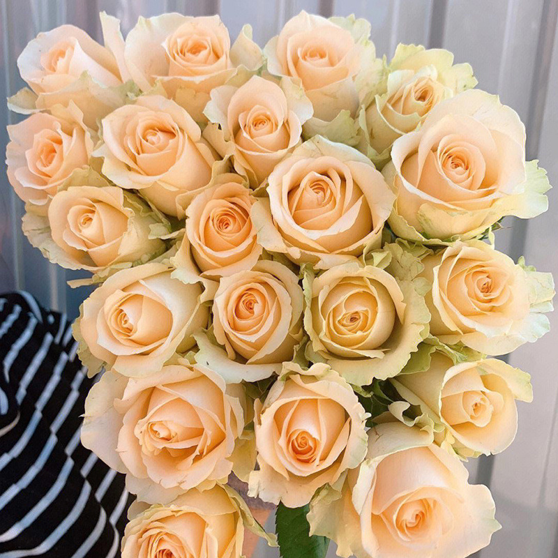 20 selected champagne roses of c-d grade