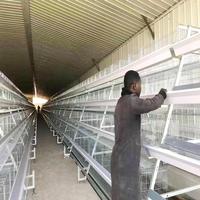 Cage à poules automatique de type A à 3/4/5 niveaux, cage à poules galvanisée pour ferme avicole, capacité de 5000 oiseaux
