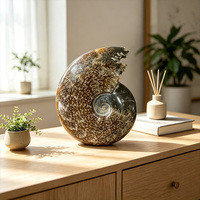 Vente en gros de spécimens fossiles d'ammonites à motif de chrysanthème naturel de Madagascar pour la décoration intérieure, la guérison Reiki et les cadeaux