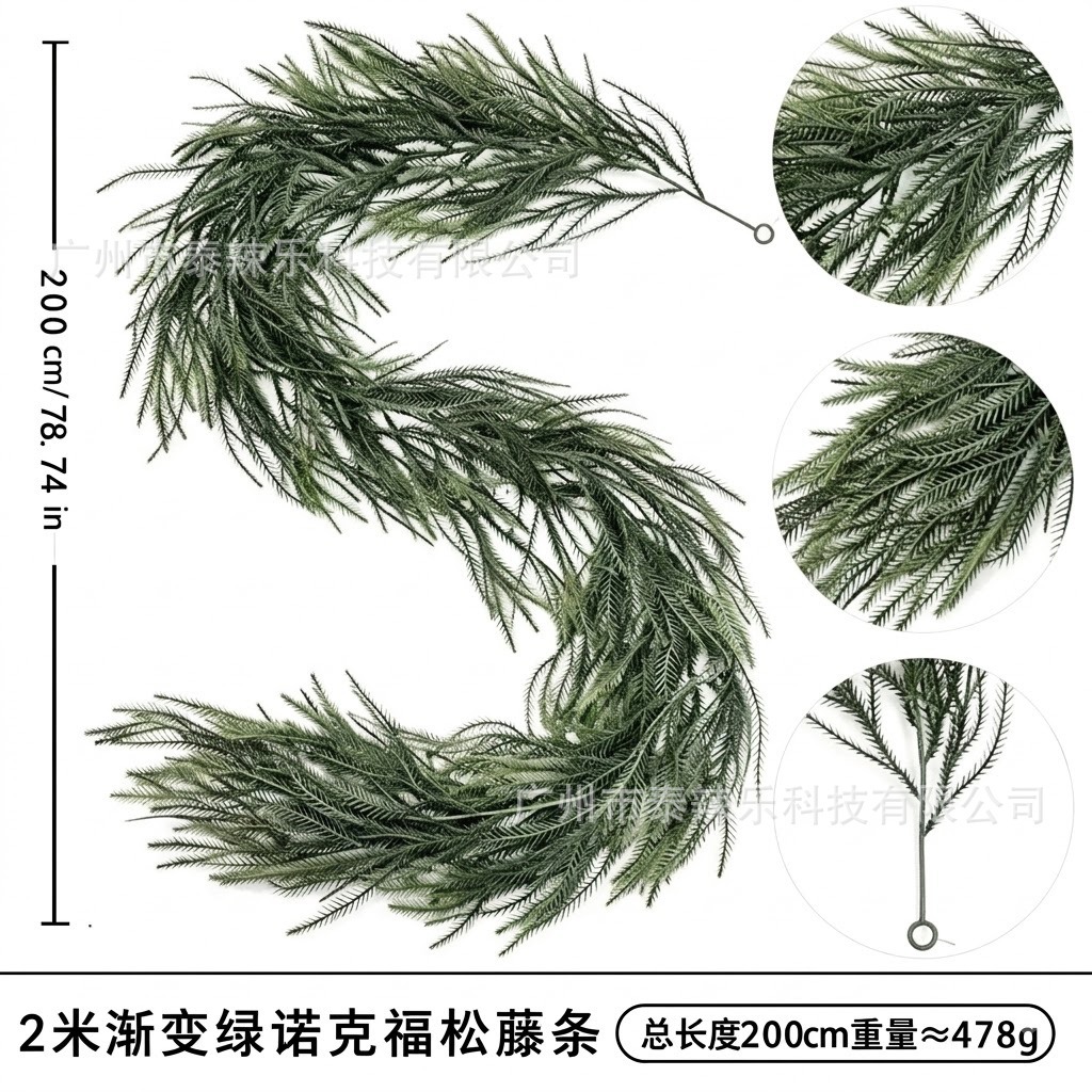 ต้นสนนอร์ฟอล์กสีเขียวไล่เฉดสี ความสูง 2 เมตร - 60 ก้าน
