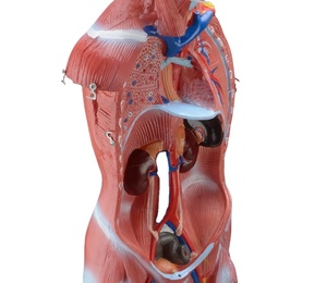 Modèle anatomique de l'organisme <span class=keywords><strong>humain</strong></span> de 80 cm, modèle de démonstration pédagogique des organes, modèle <span class=keywords><strong>musculaire</strong></span> <span class=keywords><strong>humain</strong></span>, 27 pièces - Product Image 5