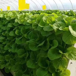 Panneau en mousse <span class=keywords><strong>pour</strong></span> culture de légumes, radeau pneumatique DWC, XPS, <span class=keywords><strong>pour</strong></span> système hydroponique de culture, avec trous personnalisés - Product Image 6
