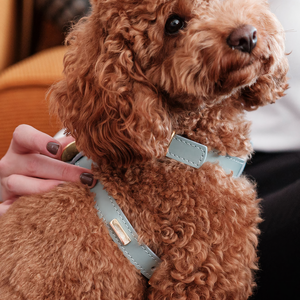 Desainer Label pribadi rompi hewan peliharaan Pu mewah Set grosir dapat disesuaikan tali kuat berbentuk H Harness kulit Eco anjing