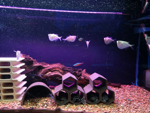 Cueva <span class=keywords><strong>de</strong></span> Cría para Camarones <span class=keywords><strong>de</strong></span> Cerámica <span class=keywords><strong>de</strong></span> Alta Calidad al por Mayor, Cueva para Plecos - Product Image 3