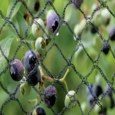 Rede de captura de pássaros para arroz e pomar, rede anti-pássaros preta verde de fabricação de fábrica