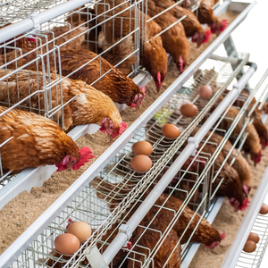 Cages à poules pondeuses à faible coût de type 3/4 niveaux, pour l'élevage avicole en batterie - Product Image 1