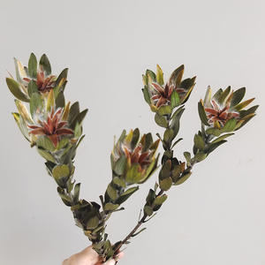PPF16 <span class=keywords><strong>leucadendron</strong></span> fábrica Al นายกเทศมนตรี Rey Protea ดอกไม้ secas naturales Para La decoración de la Boda - Product Image 3