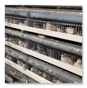 Mejor venta de equipo de granja avícola sistema automático tipo H jaula de codorniz para la venta
