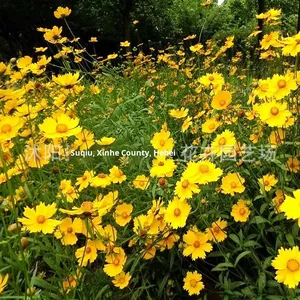<span class=keywords><strong>Semi</strong></span> <span class=keywords><strong>di</strong></span> Coreopsis a Fiori Grandi Perenni, Facili da Seminare, Crescita Rapida, Varietà Selvatica per Paesaggistica e Fiori Marini - Product Image 3