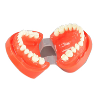 Estándar médico ortodoncia estudio dentista anatómico dental tipodont modelos dientes modelo
