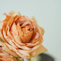 9 têtes Jiaobian Thé Rose Simulation Fleur Fabricant Ventes Directes Rose Canton Foire Embellissement Décoration