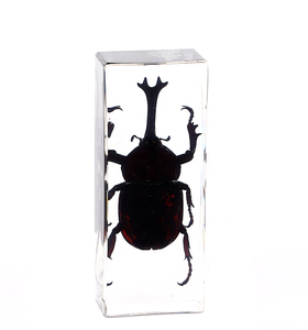 Especímenes de animales en resina para taxidermia, Artesanías de <span class=keywords><strong>insectos</strong></span> personalizadas, Insecto en resina tipo presilla, <span class=keywords><strong>Mantis</strong></span> china, Insecto en resina para pisapapeles - Product Image 4