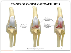 Mascota veterinaria enseñanza SIDA canino femoral rodilla articulación enfermedad 4 etapas modelo de demostración - Product Image 3