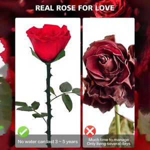 Rosa Preservada <span class=keywords><strong>de</strong></span> Alta Calidad <span class=keywords><strong>para</strong></span> Regalo <span class=keywords><strong>de</strong></span> Fiesta, Bodas, Decoración <span class=keywords><strong>de</strong></span> Mesa <span class=keywords><strong>de</strong></span> Ceremonia y Pasillo, Cajas <span class=keywords><strong>de</strong></span> Regalo <span class=keywords><strong>para</strong></span> Bodas - Product Image 5