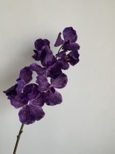 Vente flash, <span class=keywords><strong>orchidée</strong></span> de haute qualité, toucher réel, <span class=keywords><strong>orchidée</strong></span> <span class=keywords><strong>papillon</strong></span> pour décoration de mariage - Product Image 6