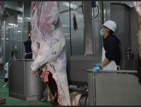 Machine à écorcher le bétail automatique haute performance, tire-peau pour abattoir de bovins, équipement de retrait de la peau