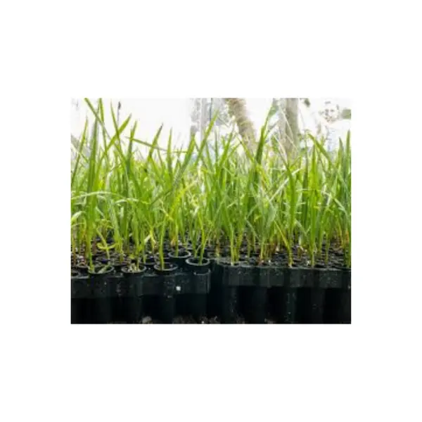 نشر البذور الزراعة - زراعة شجيرات النخيل بالقطعة الصغيرة من انسيج النبات يتم أخذها من نقطة نمو النبات