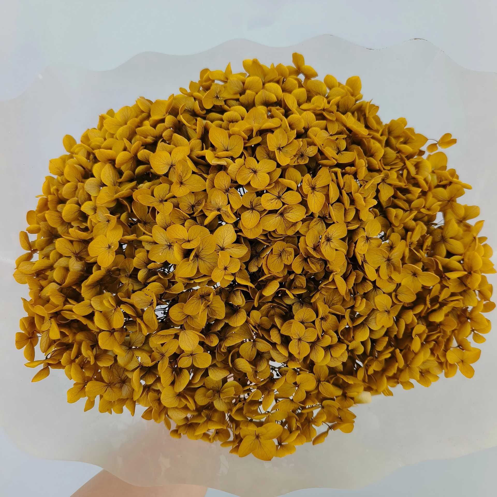 antique Yellow hydrangeas