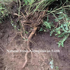 卸売0.6-0.8cmルースナチュラル黄チーアストラガルスメンブラナセウスハーブ乾燥スライス根中国薬用茶 - Product Image 4