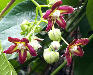 Fabricante Vende Polvo de <span class=keywords><strong>Mondia</strong></span> Whitei, Extracto de Raíz de <span class=keywords><strong>Mondia</strong></span> Whitei con Muestra Gratis - Product Image 3